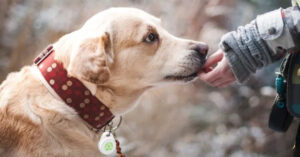 北京发起了一场打狗运动，还要求狗主人打死自家爱犬