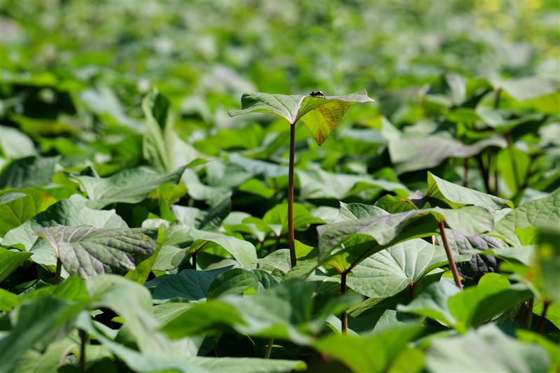 地瓜叶能增强免疫力、控制血糖，在欧洲被称为长寿蔬菜。 （图/Pixabay）